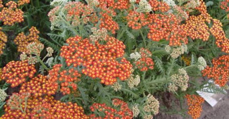 Achillea 'Walther Funcke'